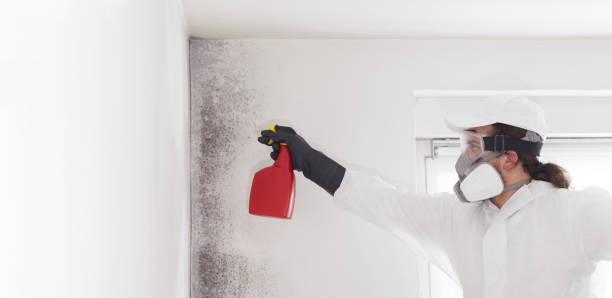 Best DIY Mold Remediation Support Services in Greenwood, PA
