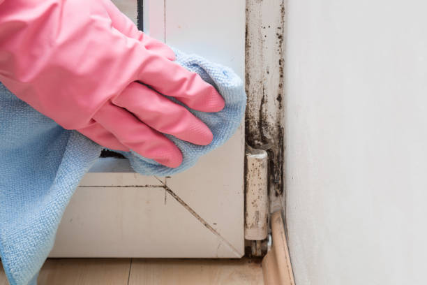 Best Basement Mold Remediation in Greenwood, PA