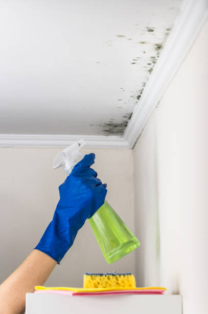 Best Post-Flood Mold Remediation in Greenwood, PA