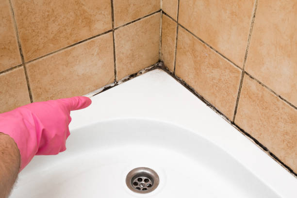Best Black Mold Remediation in Greenwood, PA